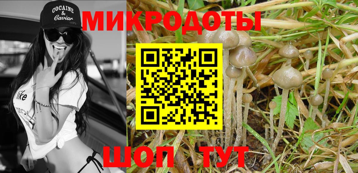 Псилоцибиновые грибы Psilocybine cubensis Урус-Мартан